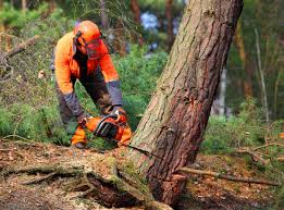 Best Tree Cabling and Bracing  in Hazardville, CT