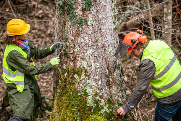 Best Tree and Shrub Care  in Hazardville, CT