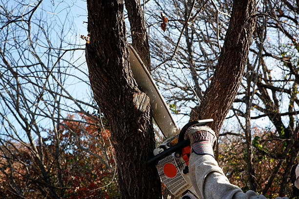 Best Stump Grinding and Removal  in Hazardville, CT